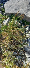 Carex myosuroides