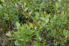 Salix pulchra