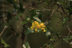Ochna arborea