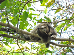 Callithrix penicillata