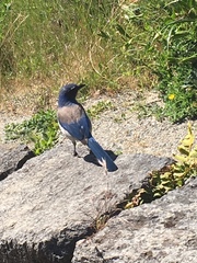 Aphelocoma californica