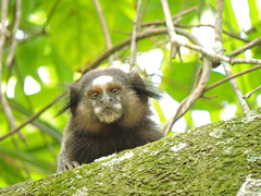 Callithrix penicillata