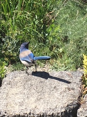 Aphelocoma californica