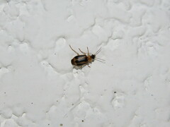 Lebia