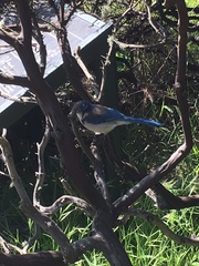 Aphelocoma californica