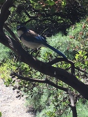 Aphelocoma californica