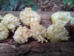 Hydnocarpus castaneus