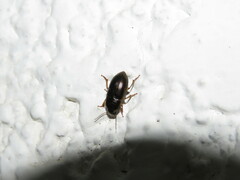 Carabidae