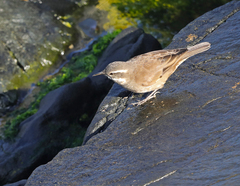 Cinclodes patagonicus