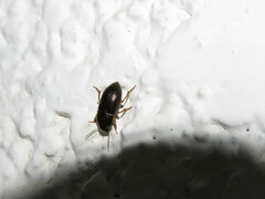 Carabidae