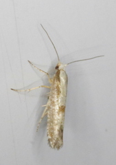 Argyresthia conjugella