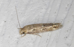 Mompha brevivittella