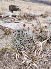 Plantago brasiliensis