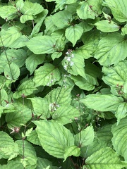 Circaea × intermedia