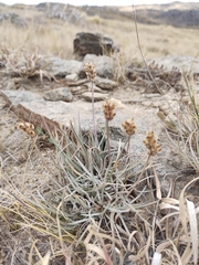 Plantago brasiliensis