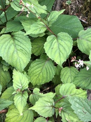 Circaea × intermedia