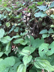 Circaea × intermedia