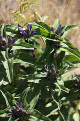 Gentiana cruciata cruciata