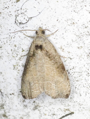 Olethreutes exoletum