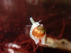 Eulithidium