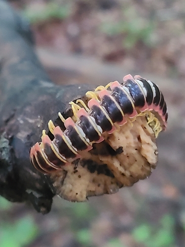 Aromatic Cherry Millipede photo 6