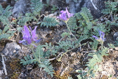 Astragalus onobrychis