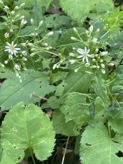 Eurybia schreberi