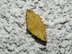 Hemeroplanis scopulepes