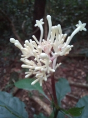 Rauvolfia serpentina