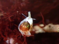 Eulithidium