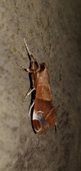 Cliniodes opalalis