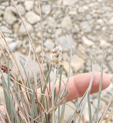Plantago brasiliensis
