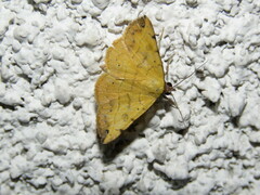 Hemeroplanis scopulepes