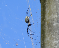 Nephila vitiana