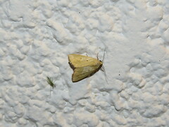 Chironomidae