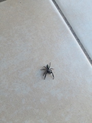 Paraphidippus aurantius