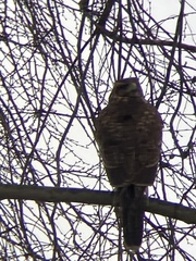 Parabuteo unicinctus