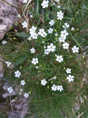 Heliosperma pusillum