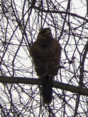 Parabuteo unicinctus