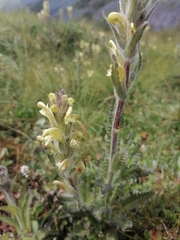 Pedicularis tristis