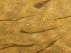 Notropis longirostris