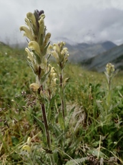Pedicularis tristis