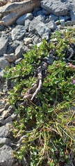 Salix breviserrata