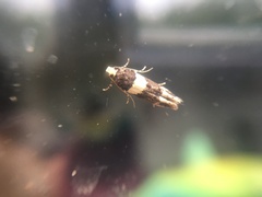 Recurvaria leucatella