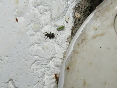Chironomidae