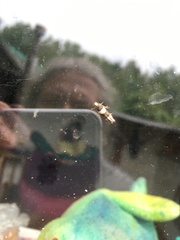 Recurvaria leucatella