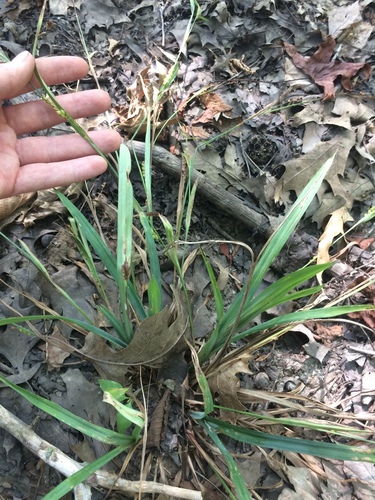 Image of Carex glaucodea by no rights reserved