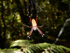 Argiope ocula