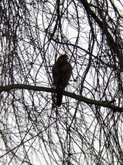 Parabuteo unicinctus