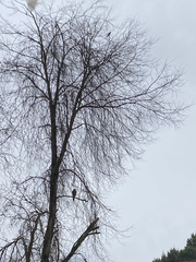 Parabuteo unicinctus